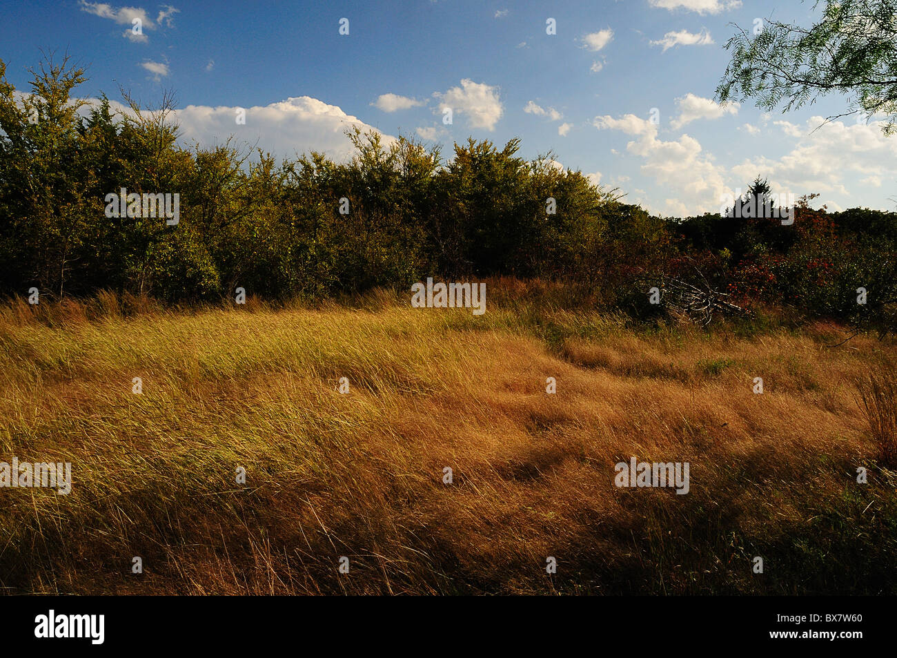 Texas-Landschaft - Präriegras Stockfoto