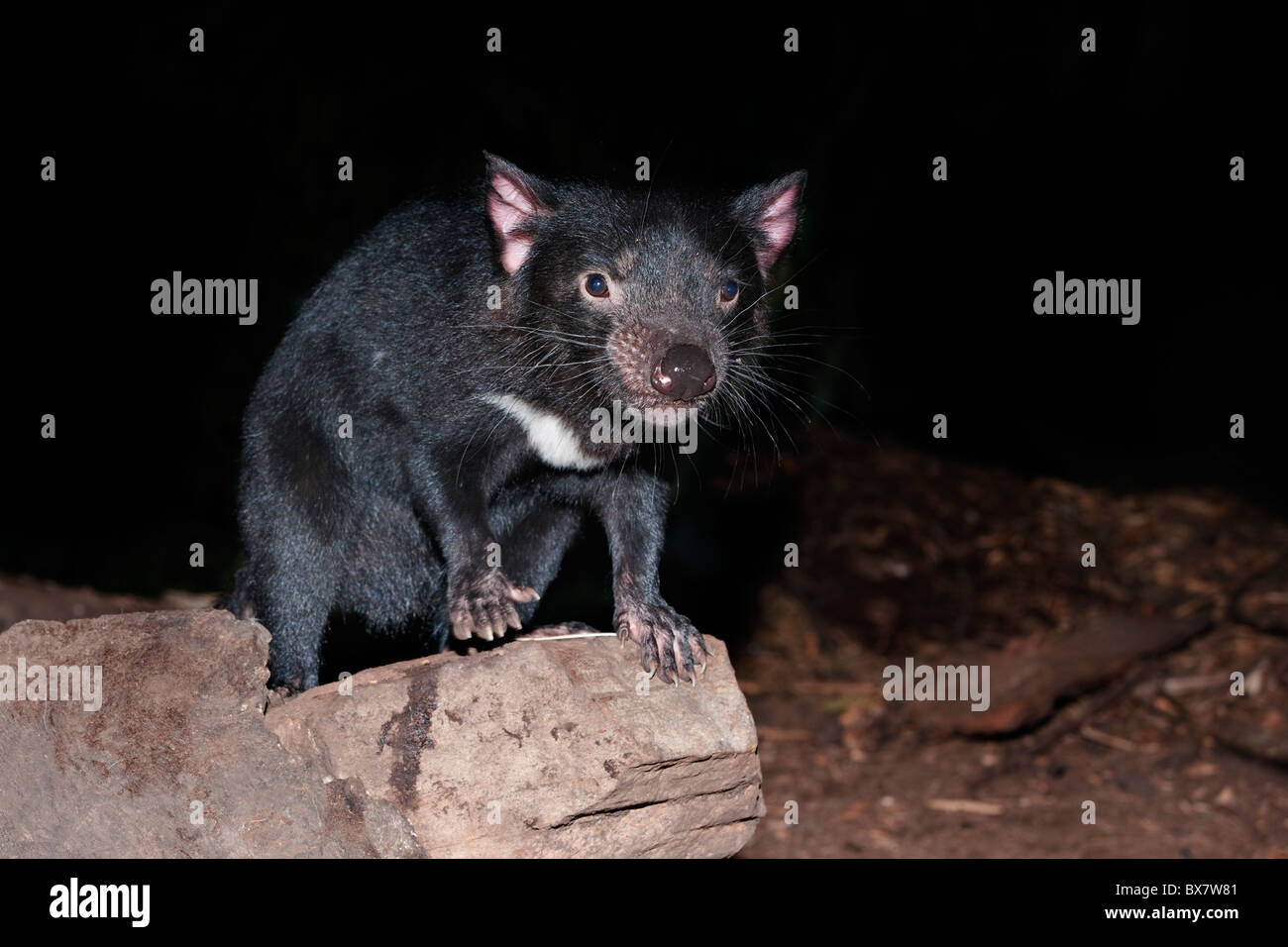 Tasmanien Devil Sarcophilus harrisii Stockfoto