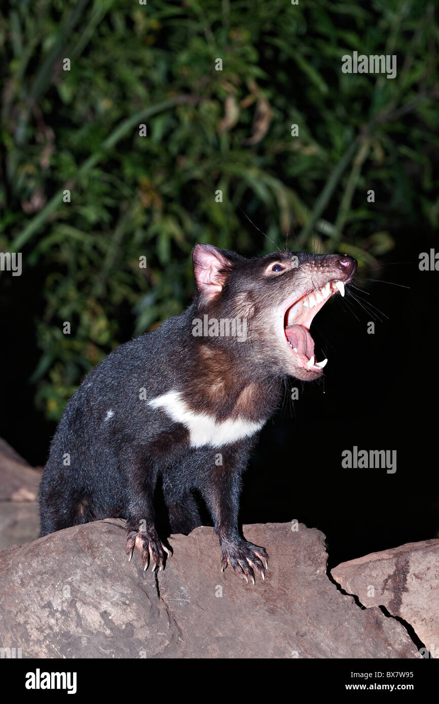 Tasmanien Devil Sarcophilus harrisii Stockfoto