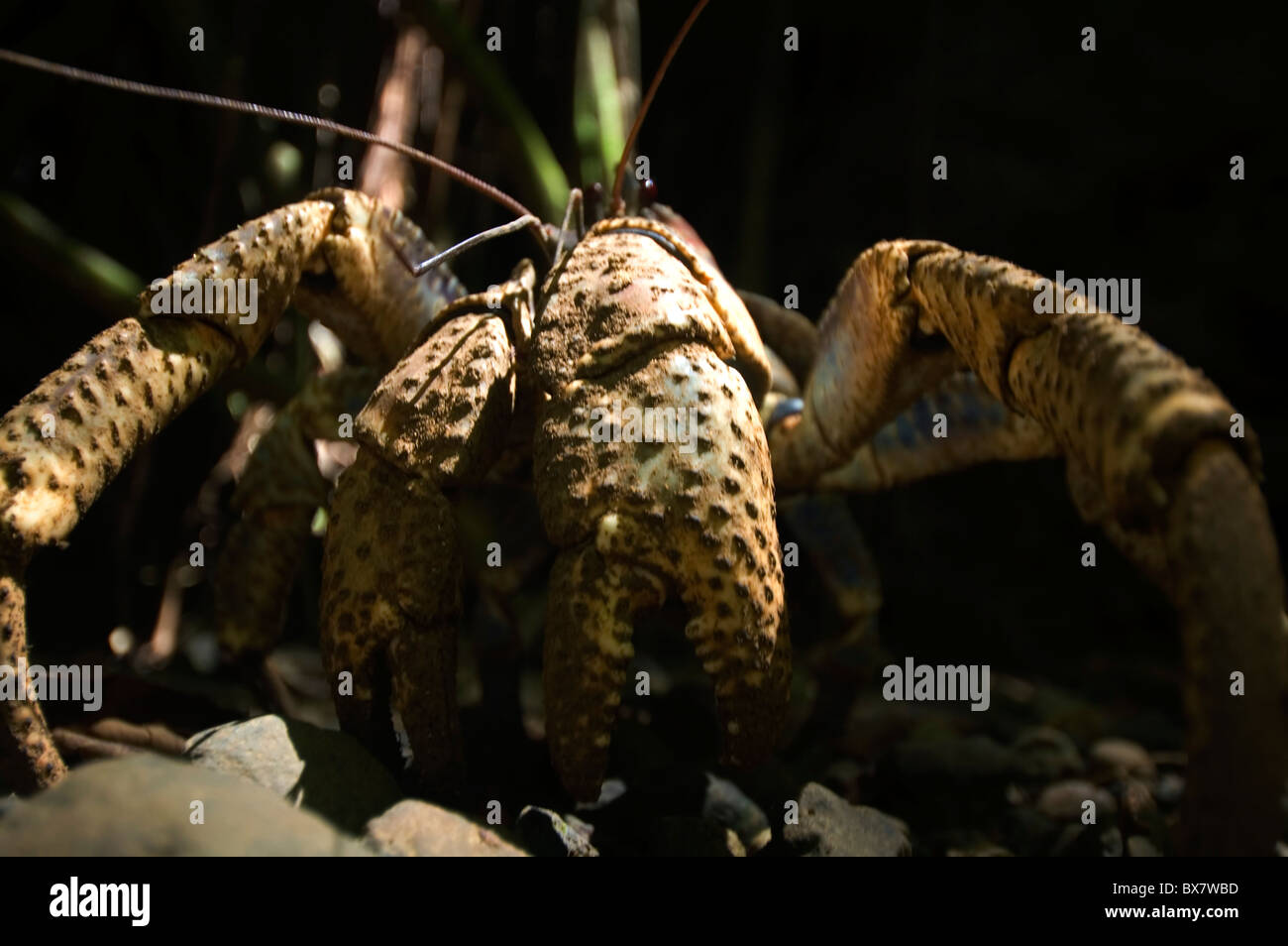 Robber Crab (aka Coconut Crab) (Birgus Latro) auf Waldboden, Weihnachtsinsel Stockfoto