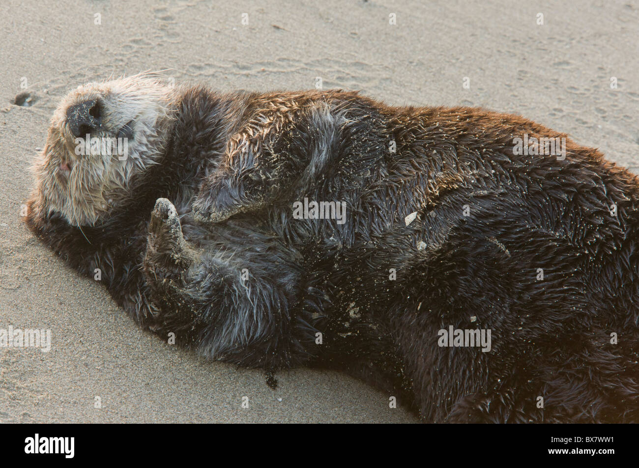 Sea Otter Enhydra Lutris, oben auf Sandstrand zu schlafen, Südkalifornien geschleppt. Stockfoto