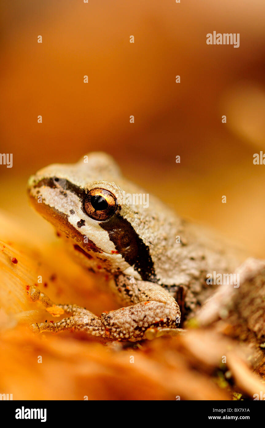Pacific Chor-Frosch-Portrait im Herbst Stockfoto
