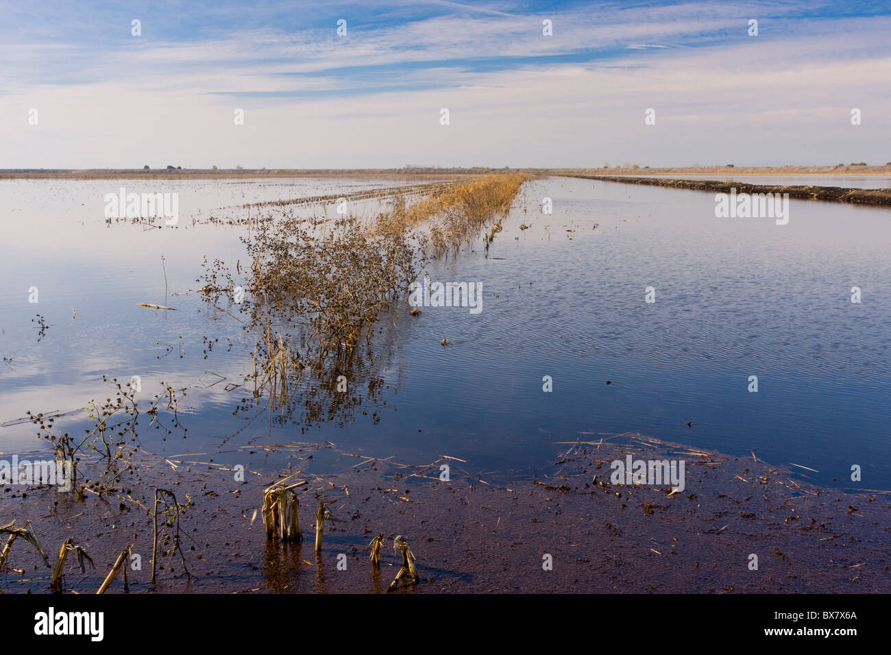 Mais (Corn) Felder überflutet im Winter für Kraniche, Schwäne und andere Vögel, Staten Island, Sacramento Delta, Nord-Kalifornien. Stockfoto