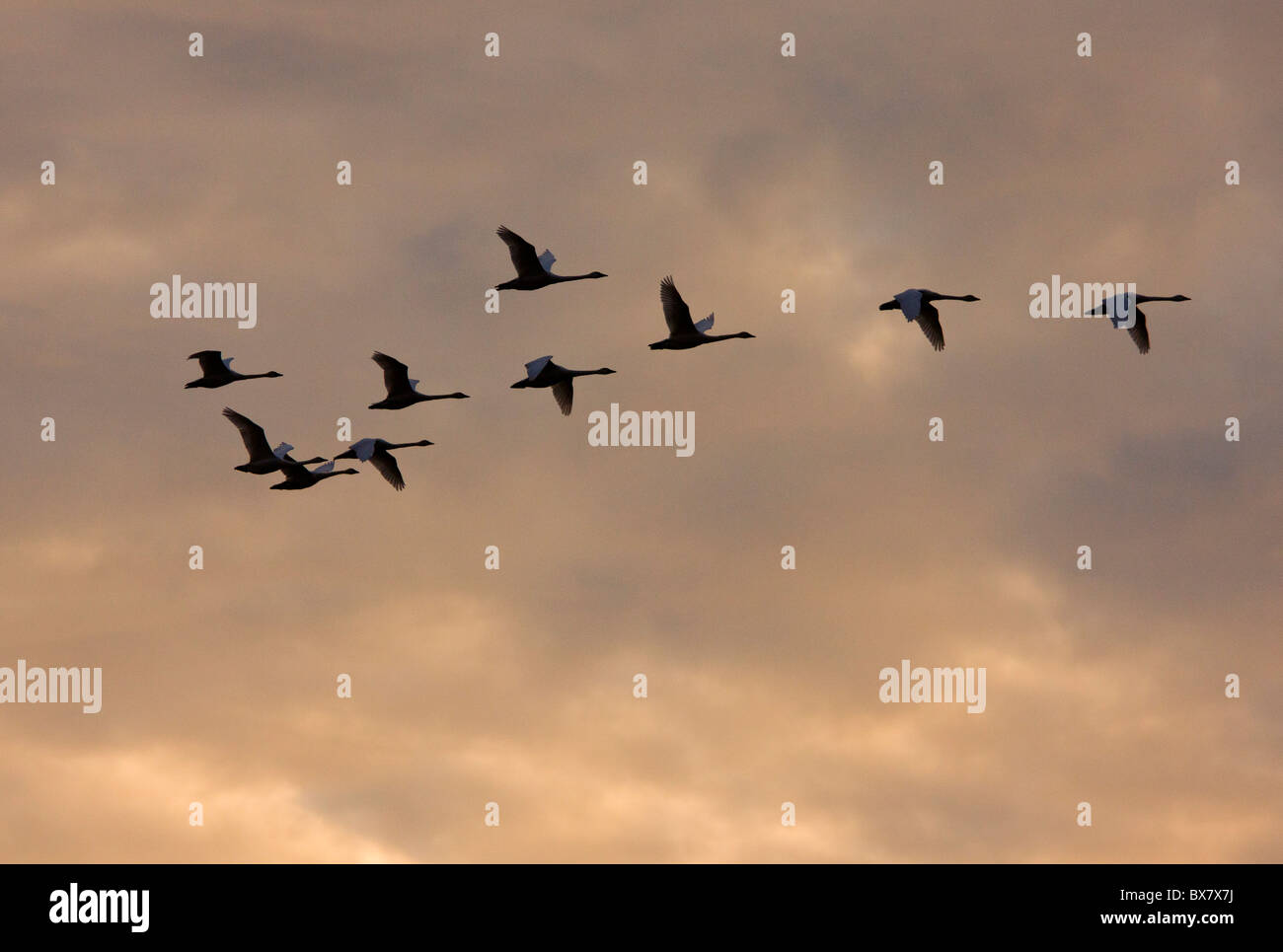 Tundra Schwäne (= Bewick ´s Swan) Cygnus Columbianus im Winterquartier in Central Valley, Kalifornien. Stockfoto