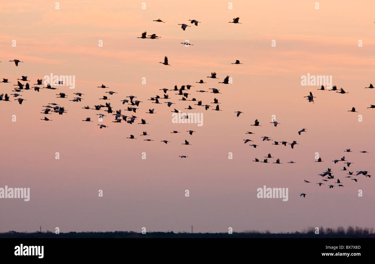 Geringerem Kraniche Grus Canadensis fliegen ihre Roost bei Sonnenuntergang, Central Valley, Kalifornien. Stockfoto