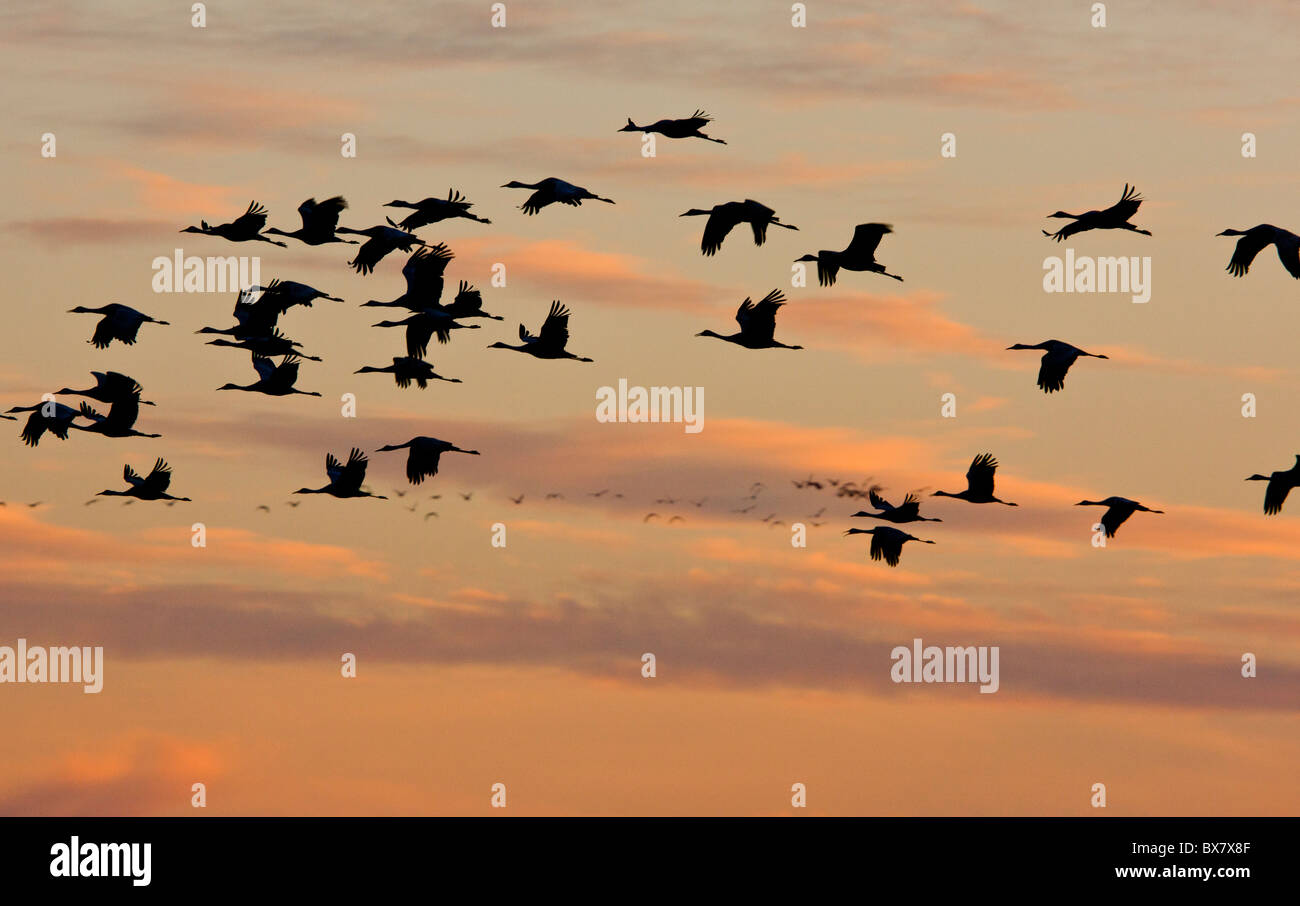Geringerem Kraniche Grus Canadensis fliegen ihre Roost bei Sonnenuntergang, Central Valley, Kalifornien. Stockfoto