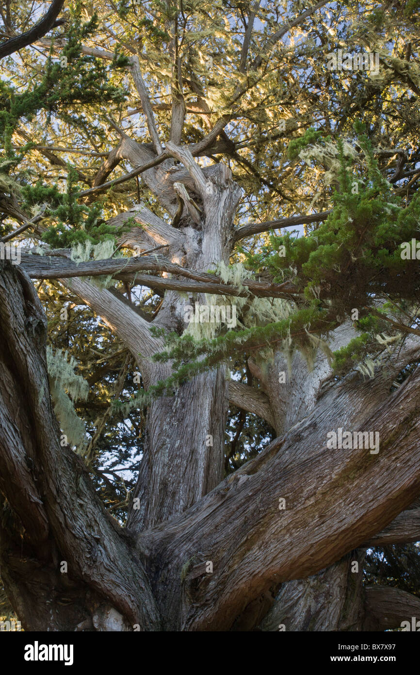 Monterey-Zypresse oder Macrocarpa, Cupressus Macrocarpa - Alter Baum, bedeckt mit Flechten, an der zentralen Küste Kaliforniens. Stockfoto