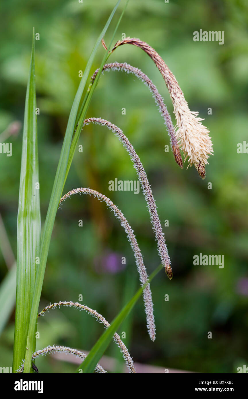 Hängende Segge (Carex Pendel) Stockfoto
