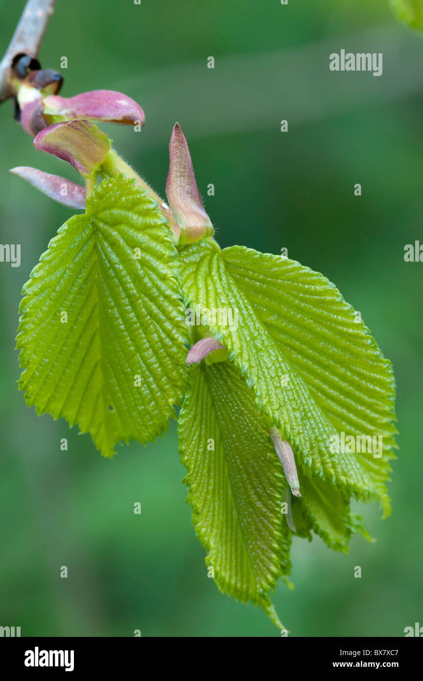 Whych Ulmen (Ulmus Glabra), neues Blatt Stockfoto