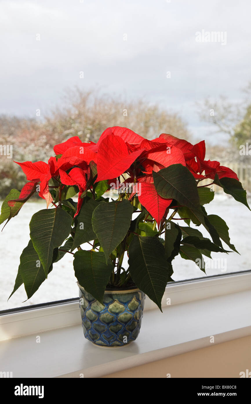 Der Weihnachtsstern (Euphorbia pulcherrima) Topfpflanze Zimmerpflanze auf einem Fensterbrett mit Schnee im Winter. England Großbritannien Großbritannien Stockfoto