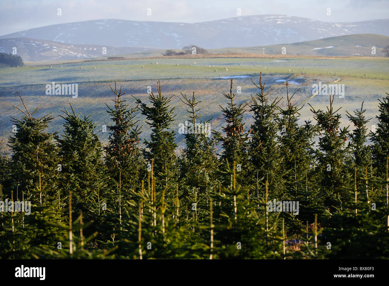 Weihnachtsbäume auf einem Bauernhof in South Lanarkshire, Schottland Stockfoto