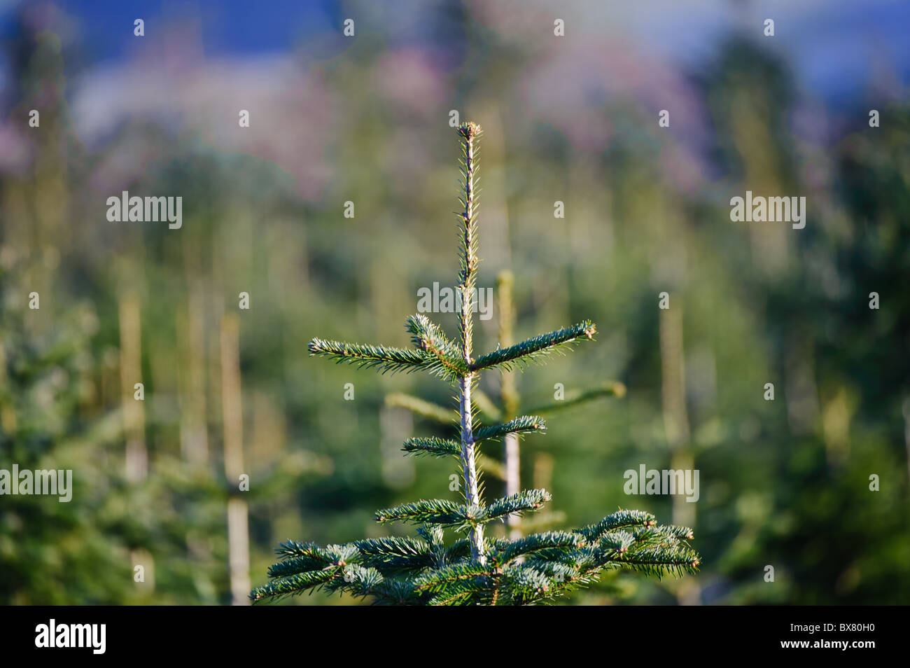 Weihnachtsbäume auf einem Bauernhof in South Lanarkshire, Schottland Stockfoto