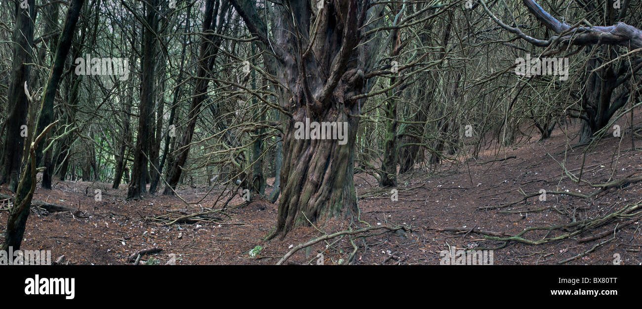 Eiben, Kingley Vale, West Sussex Stockfoto