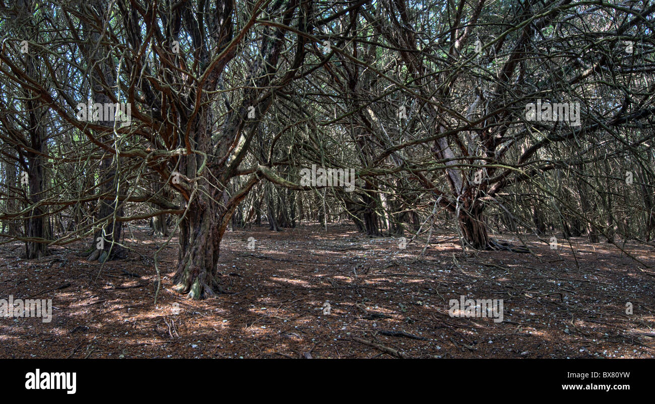 Eiben, Kingley Vale, West Sussex Stockfoto