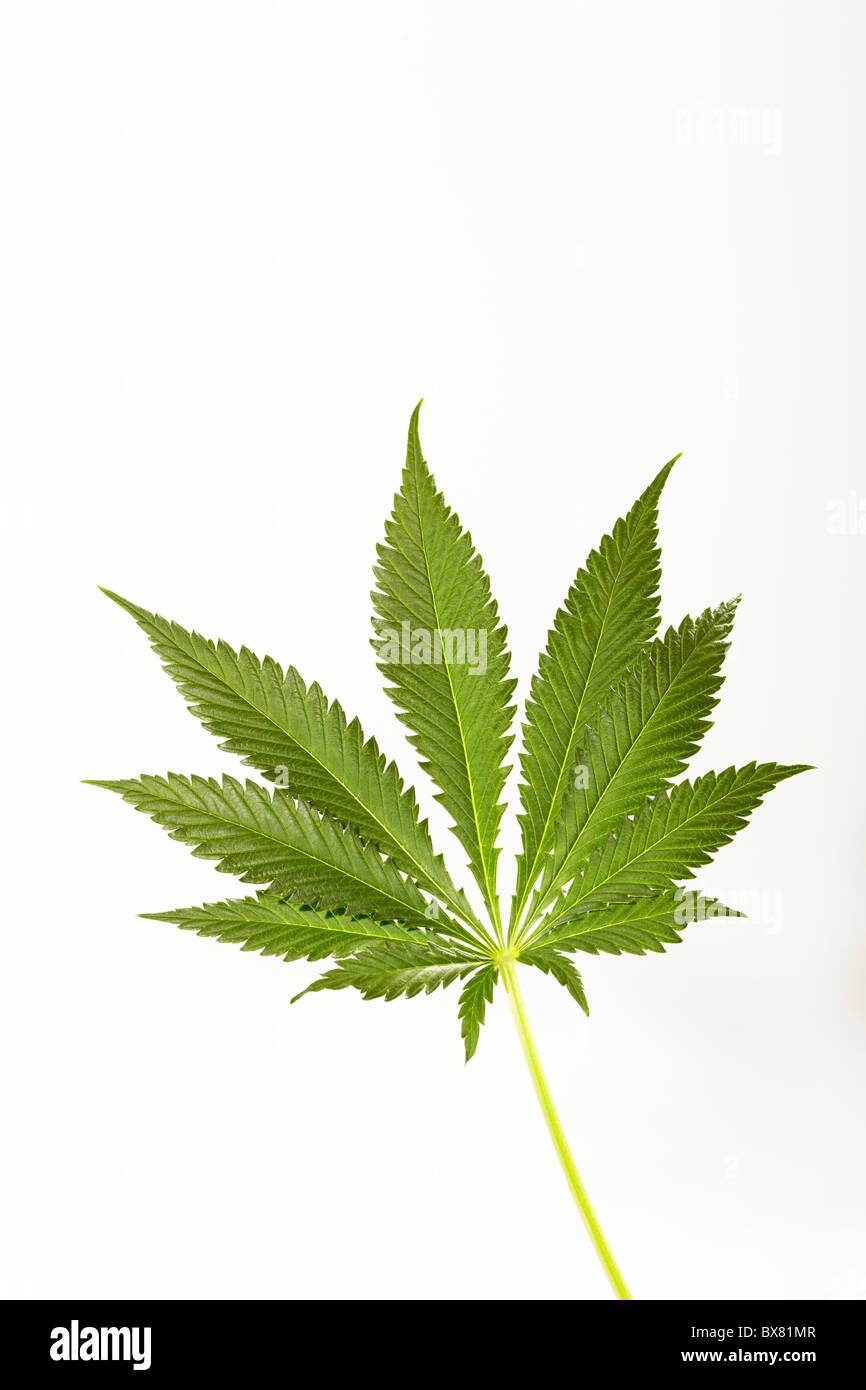 Cannabisblatt Stockfoto