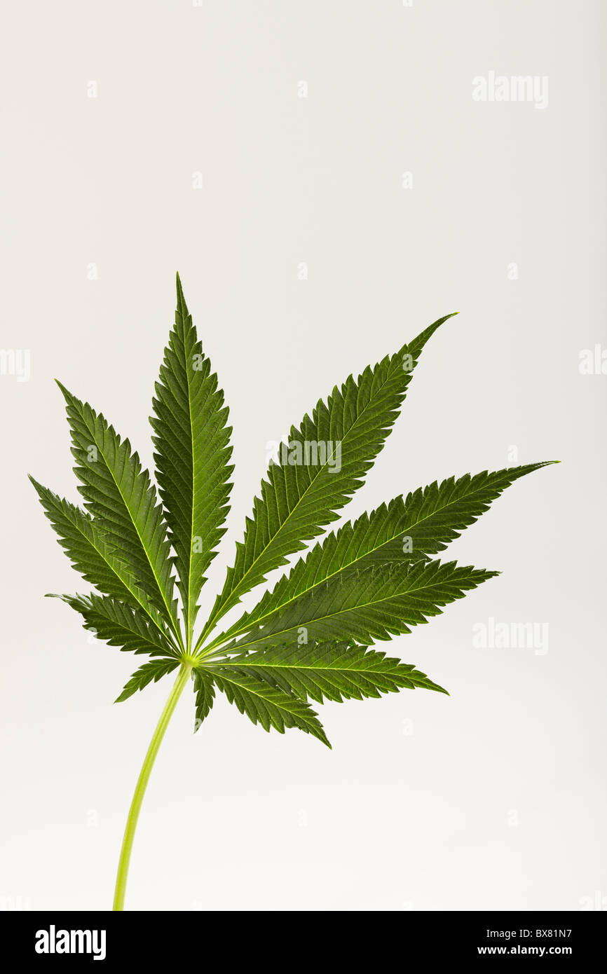 Cannabisblatt Stockfoto
