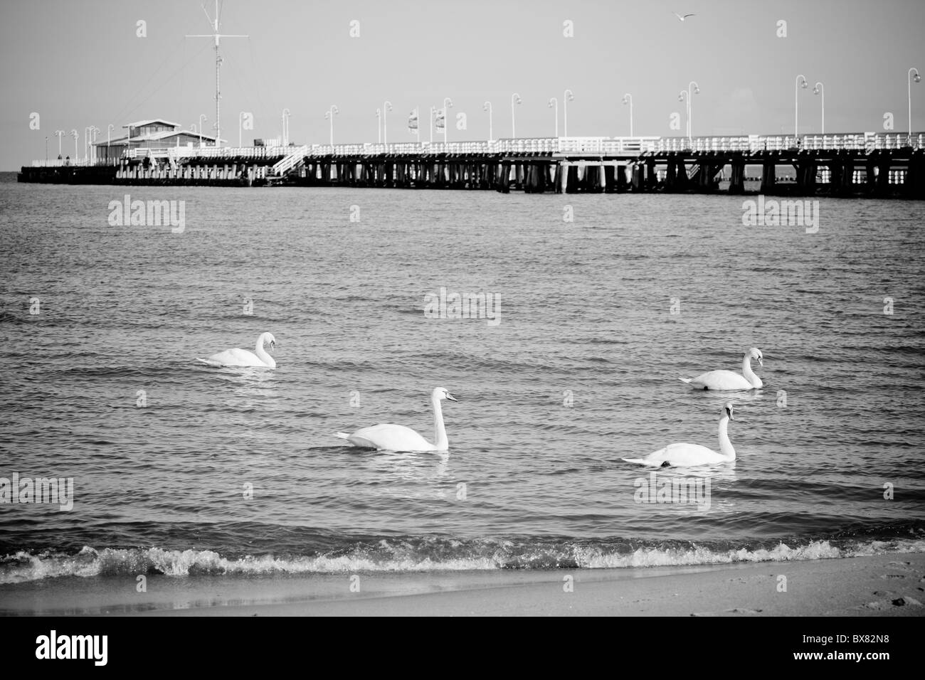 Schwäne am Holzsteg, Sopot, Polen Stockfoto
