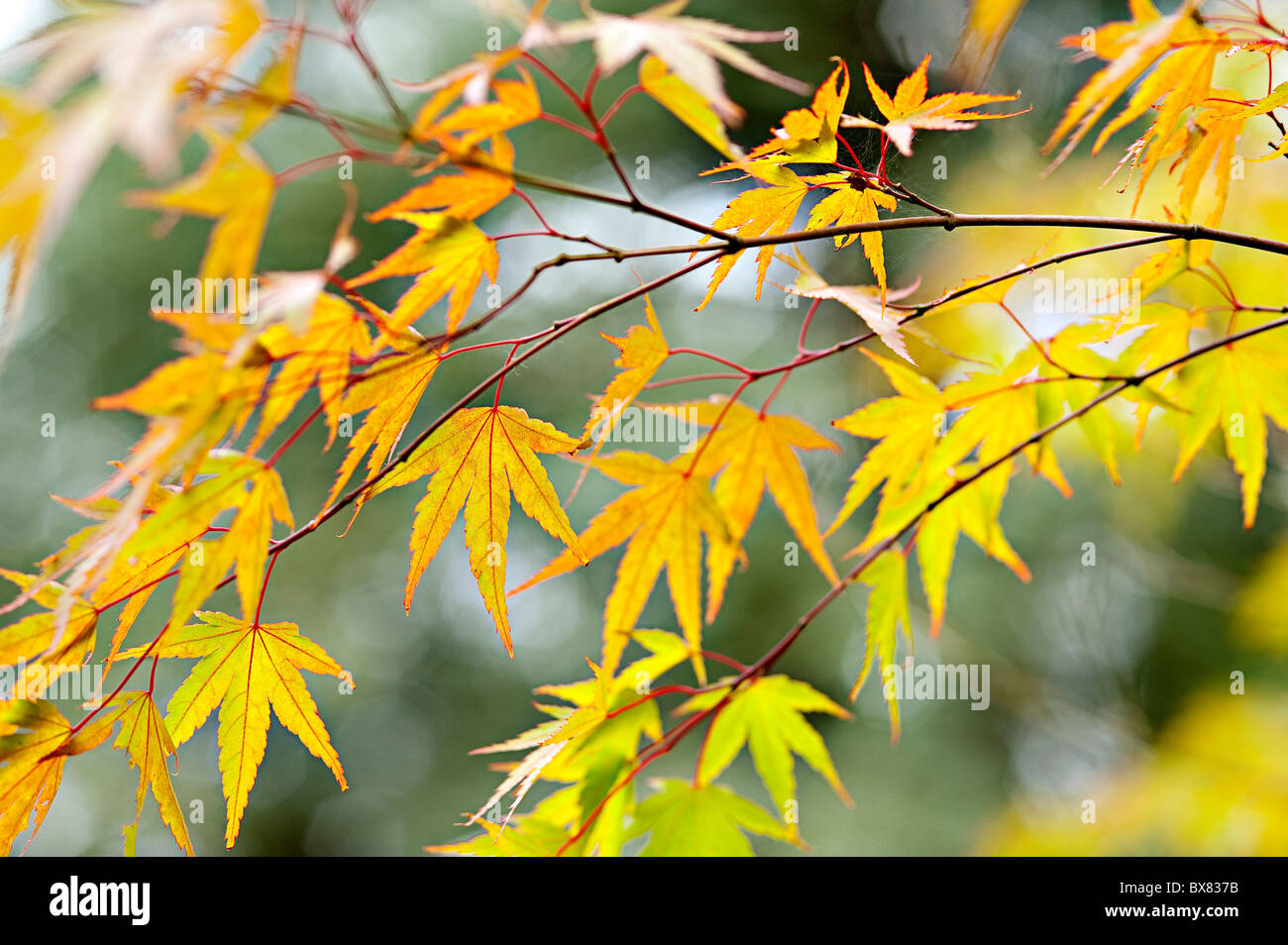 Natürlich hinterlässt schöne Hintergrundbeleuchtung Herbst Acer Ahorn in einem Waldgebiet in England Stockfoto