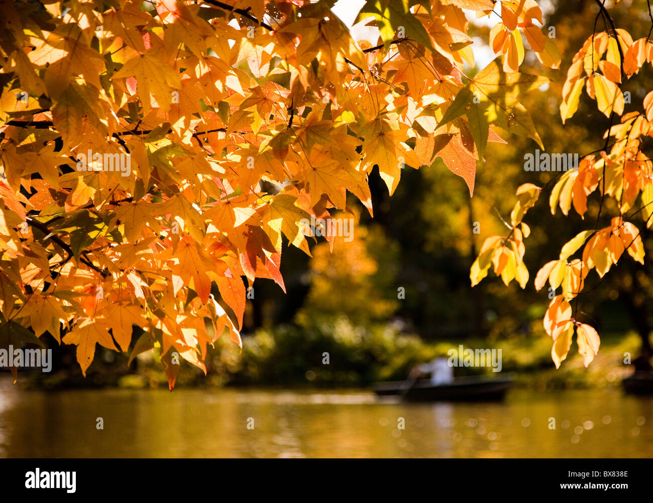 Bootfahren auf dem Ruderboot-See im Central Park im Herbst in New York City. Stockfoto