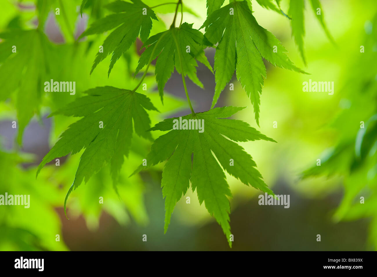 Tageslicht schöne Rückseite Acer Ahornblätter in einem Waldgebiet in England Stockfoto