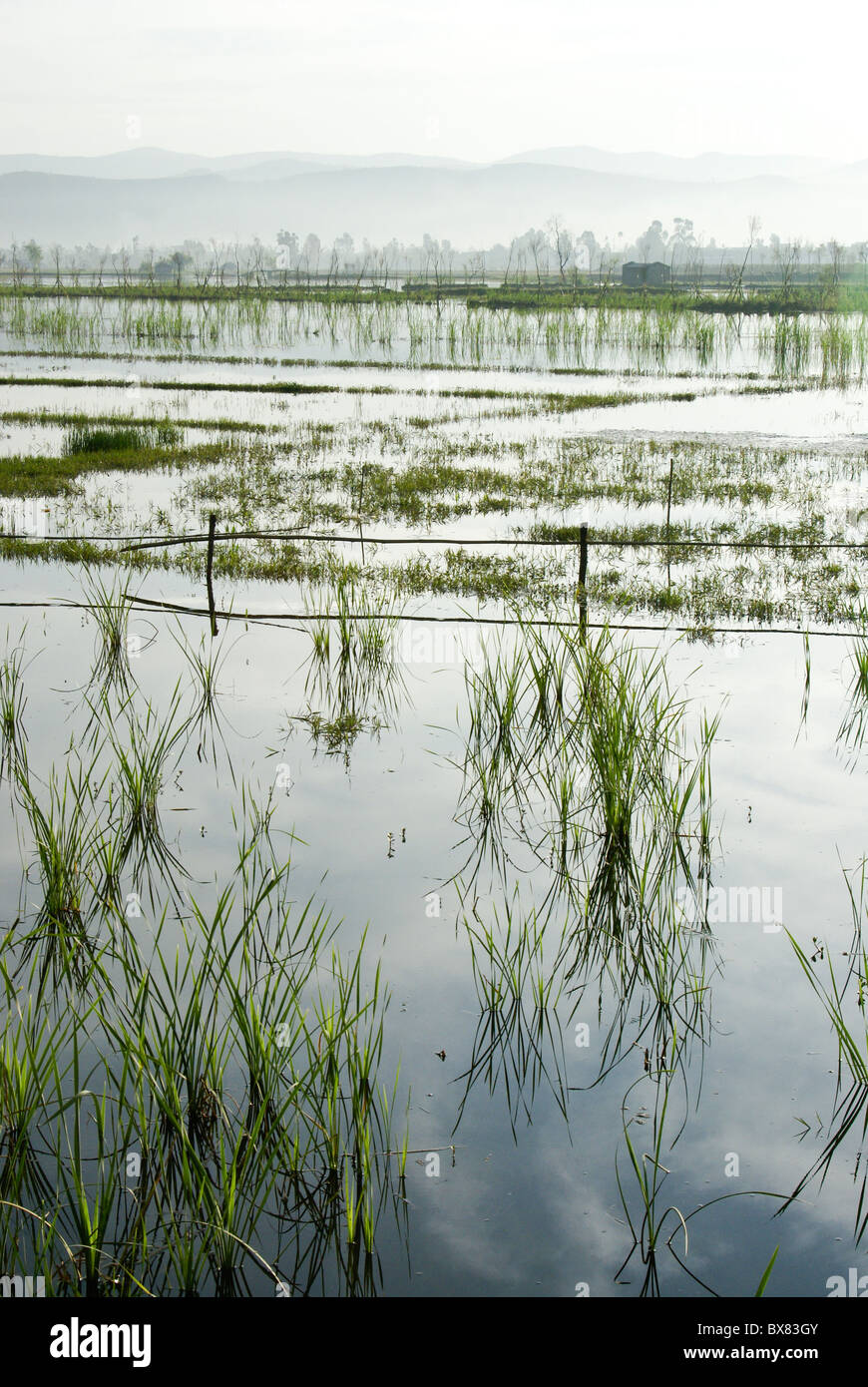 Überflutete Feldern in der Nähe von Dali, Yunnan, China Stockfoto