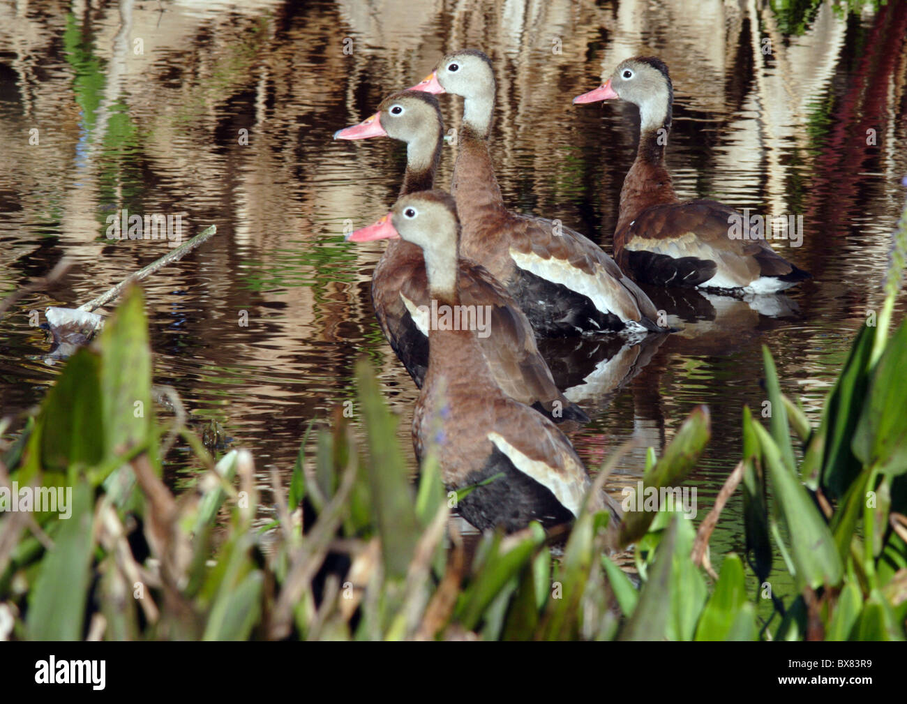 Schwarzbäuchigen Baum Ente Stockfoto