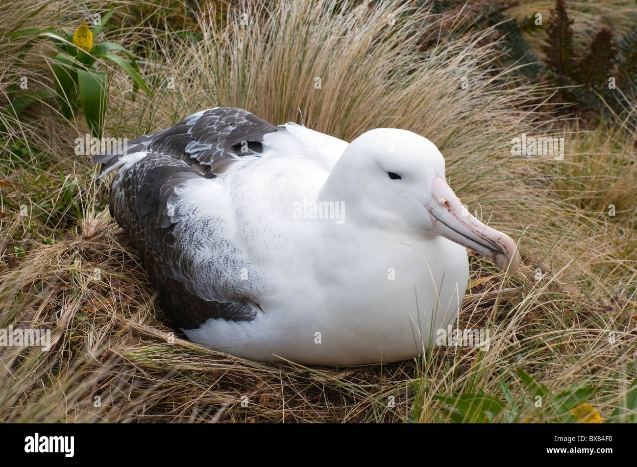 Südlichen Royal Albatross nisten auf den subantarktischen Campbell Island, Neuseeland Stockfoto