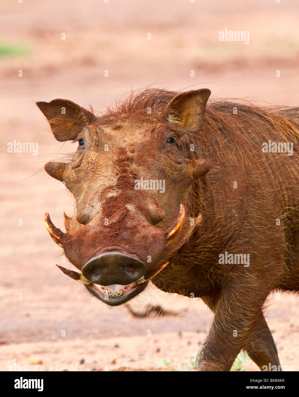 Gemeinsamen Warzenschwein (Phacochoerus Africanus) Stockfoto