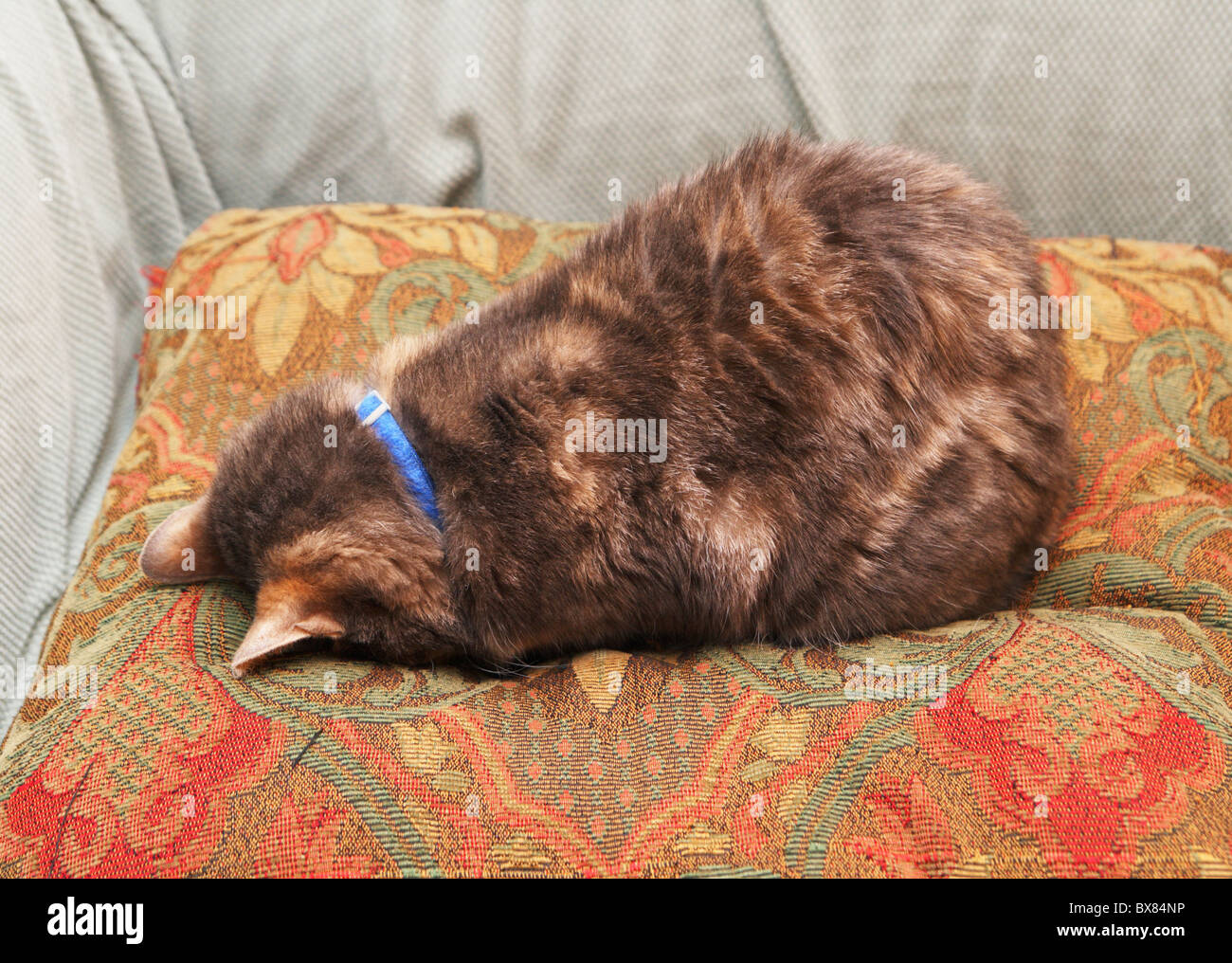 eine Katze versteckt sich vor der Welt durch Gesicht nach unten auf einem  Kissen schlafen Stockfotografie - Alamy