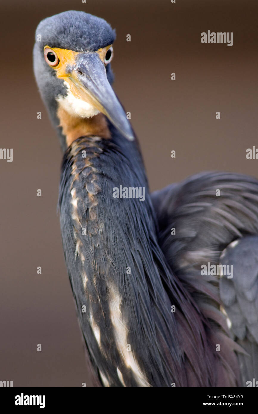 Dreifarbigen Heron - grüne Cay Feuchtgebiete, Delray Beach, Florida USA Stockfoto