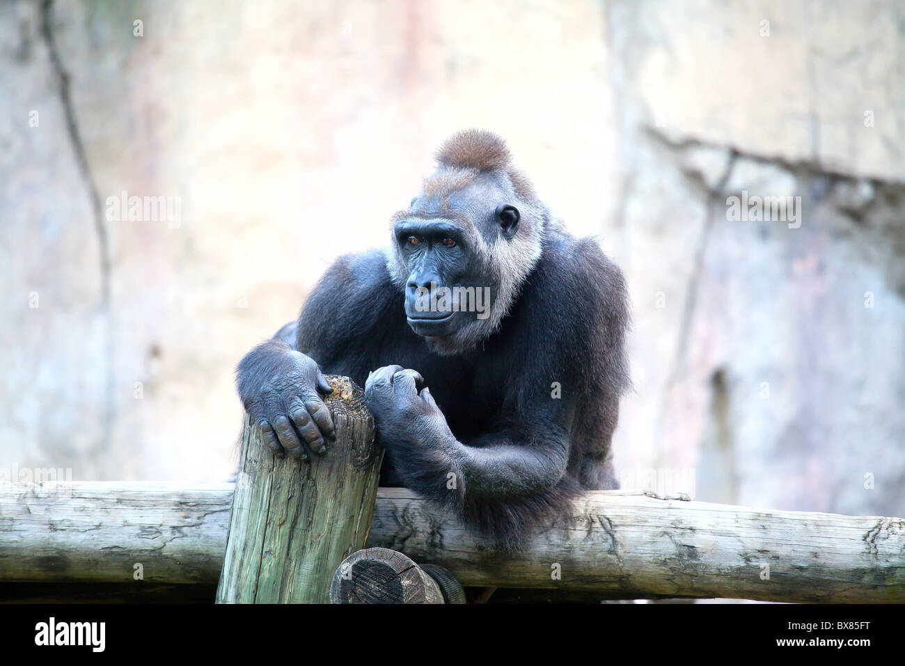 Neugierig Gorilla. Stockfoto