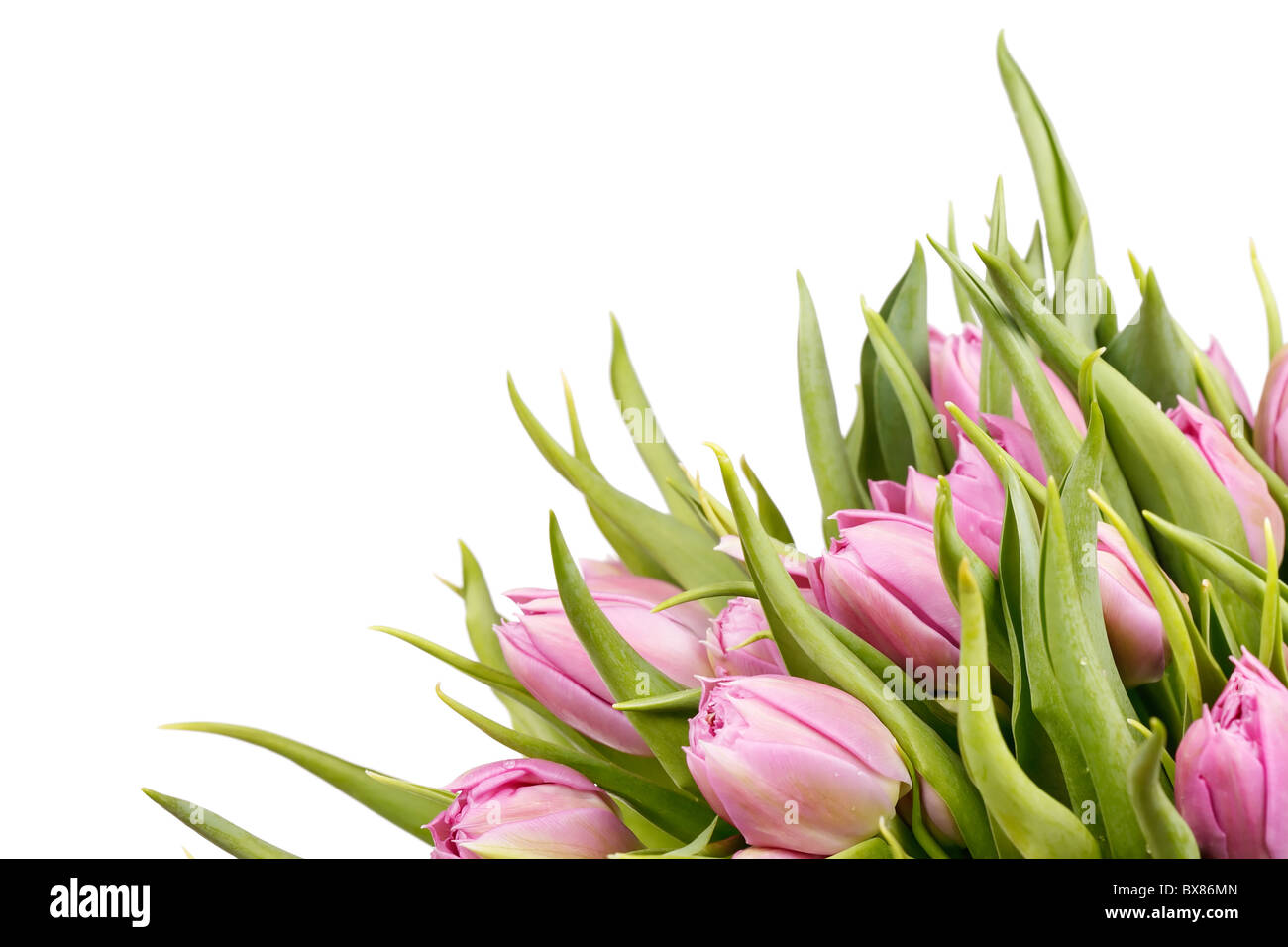 schöne Tulpen Stockfoto