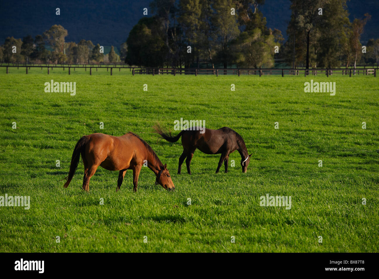 Pferde grasen auf saftigen Weiden Stockfoto