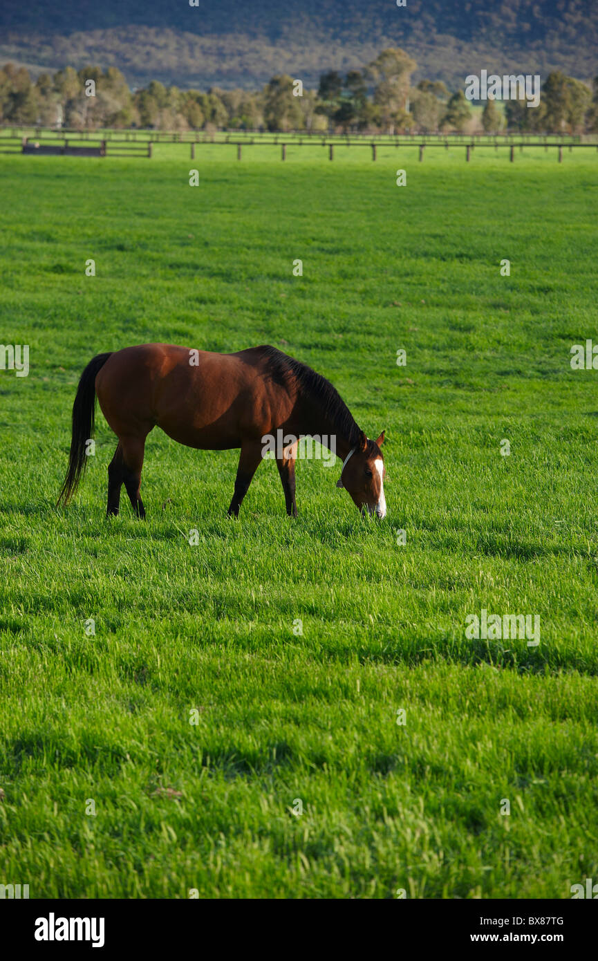 Pferde grasen auf saftigen Weiden Stockfoto