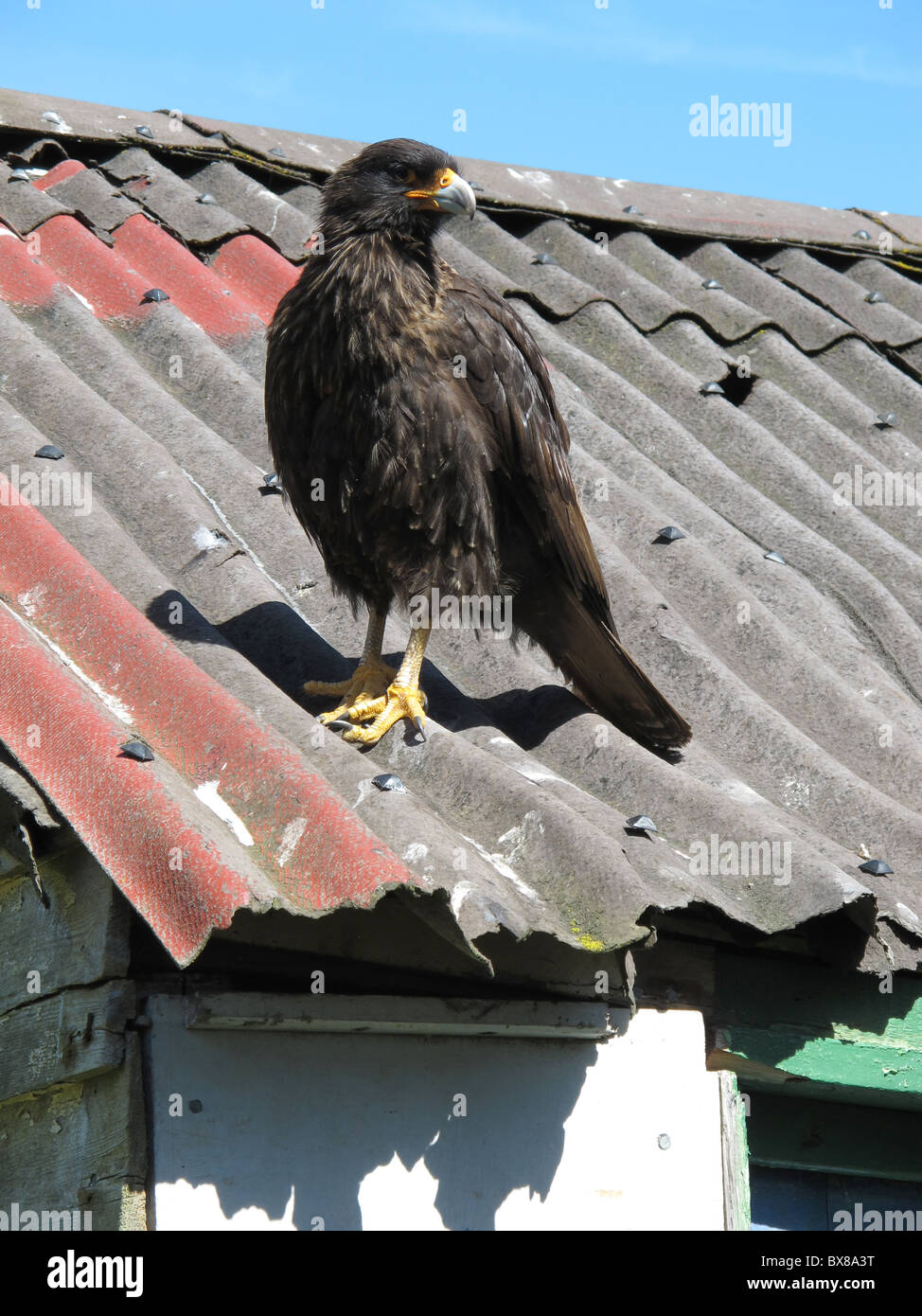 Gekerbten Karakara (Phalcoboenus Australis) oder "Johnny Rook" auf ein Dach, Karkasse Siedlung Karkasse Insel, West Falkland Stockfoto