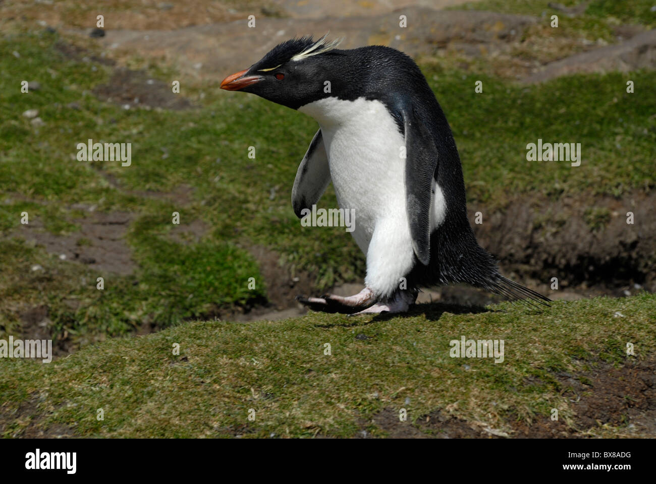 Felsenpinguin (Eudyptes Chrysocome) auf Saunders Island, West Falkland Stockfoto