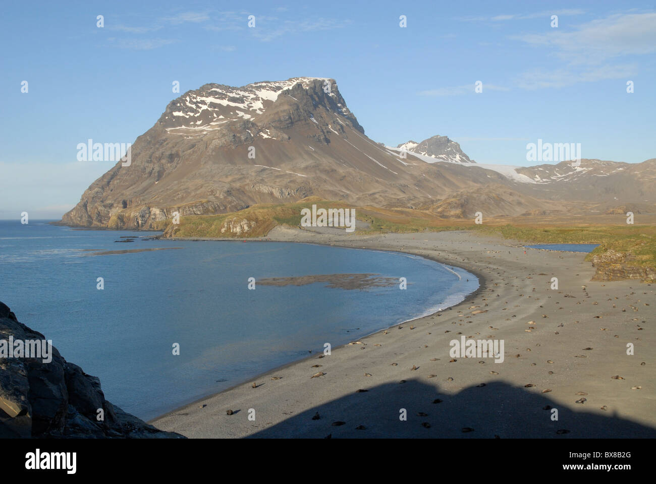 Strand mit Dichtungen und Berge im Besitz Bay, Süd-Georgien Stockfoto