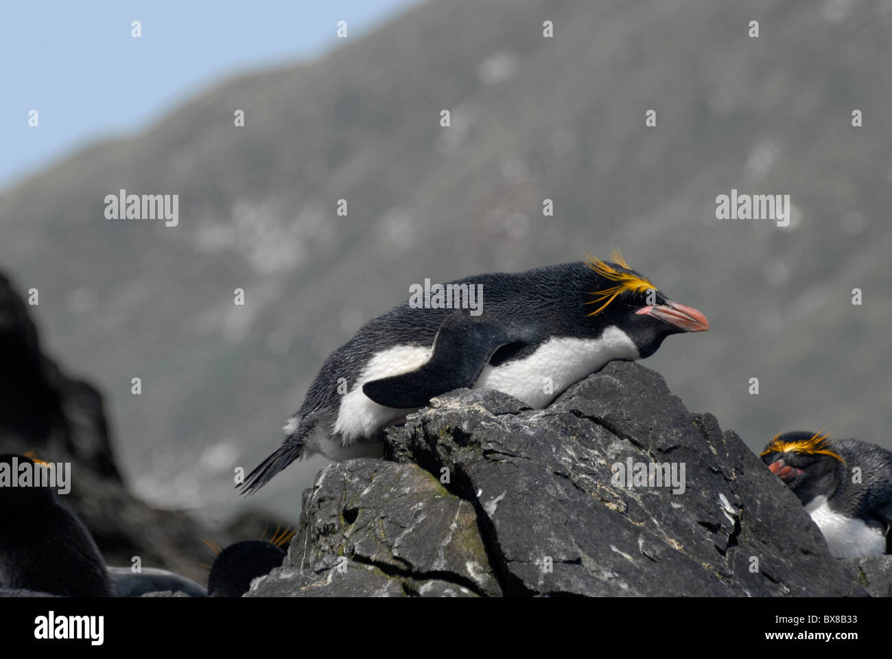 Makkaroni Penguin (Eudyptes Chrysolophus), Cooper Bay, Süd-Georgien Stockfoto