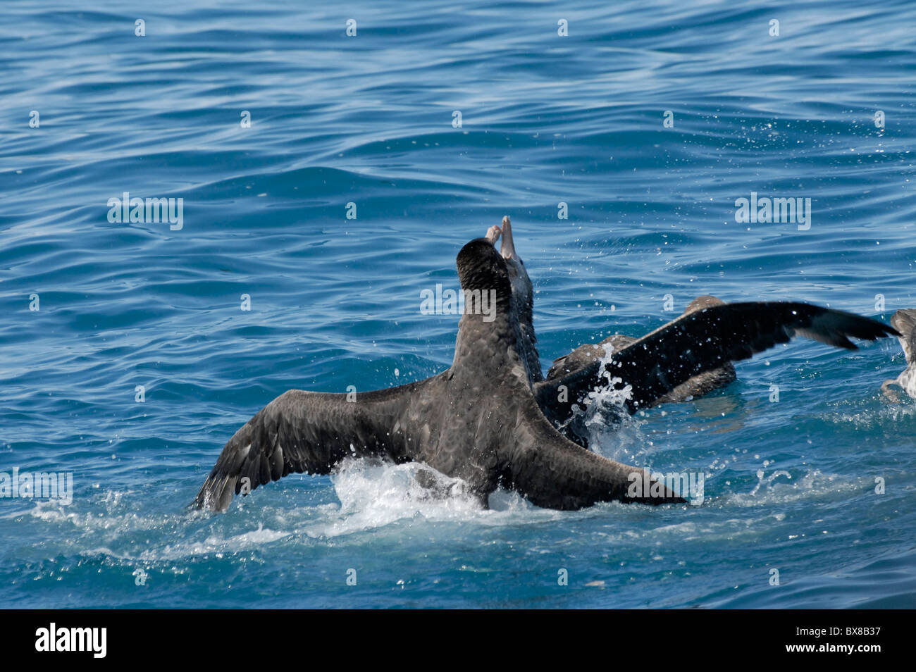 Südlichen Giant Petrel (Macronectes Giganteus) kämpfen, Cooper Bay, Süd-Georgien Stockfoto