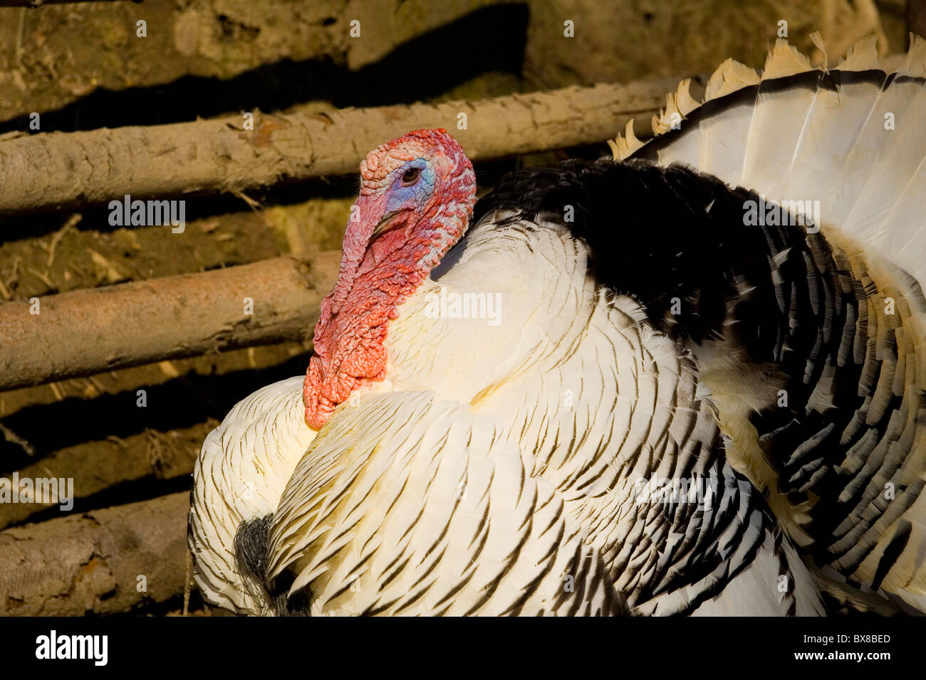 bunte Türkei männlichen im ZOO der Stadt Pilsen Stockfoto