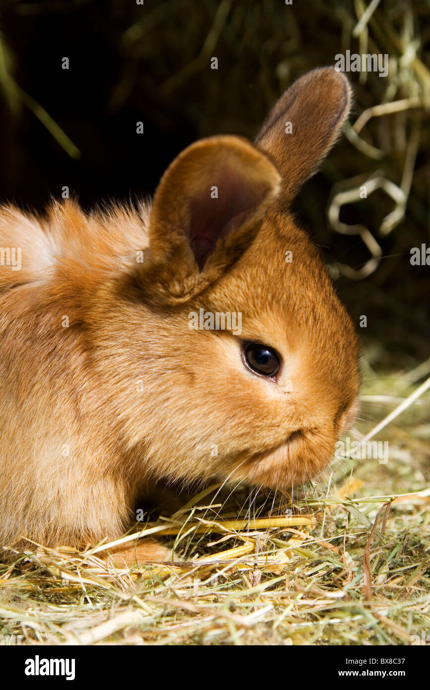 die Baby-Kaninchen Stockfoto