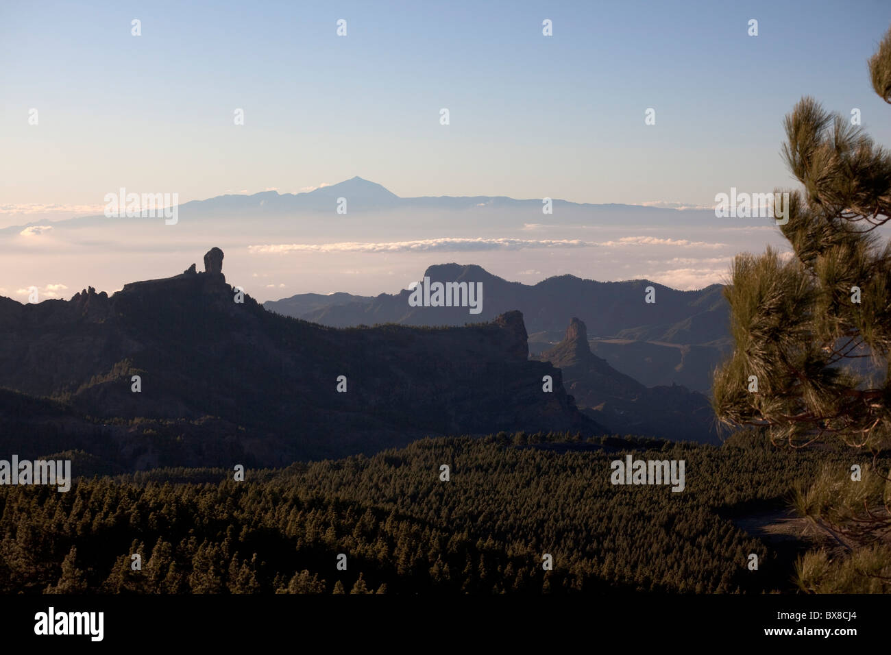 Blick vom Pico de Las Nieves zum Roque Nublo über Nadelwald auf Teneriffa Stockfoto