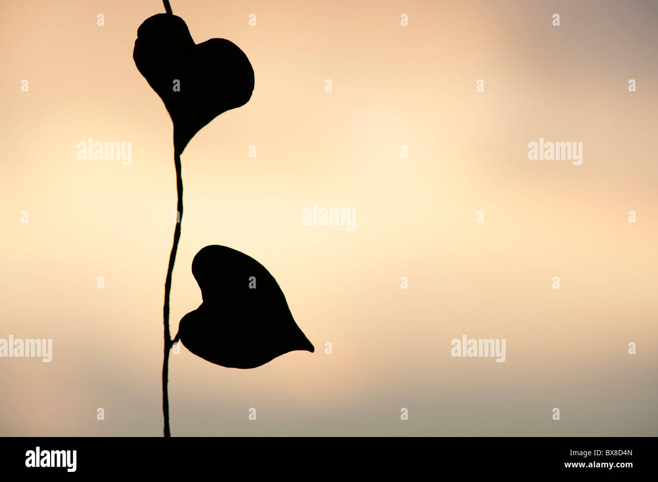 Herz-Form-Weinblatt. Silhouette Stockfoto