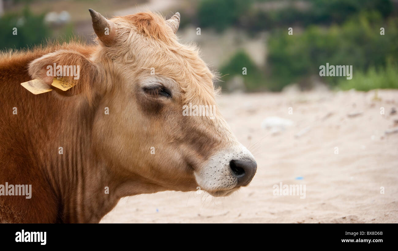 Milchkuh (Bos Taurus) am Strand - Natur - Tier - Bull - Wiederkäuen - Profil Stockfoto