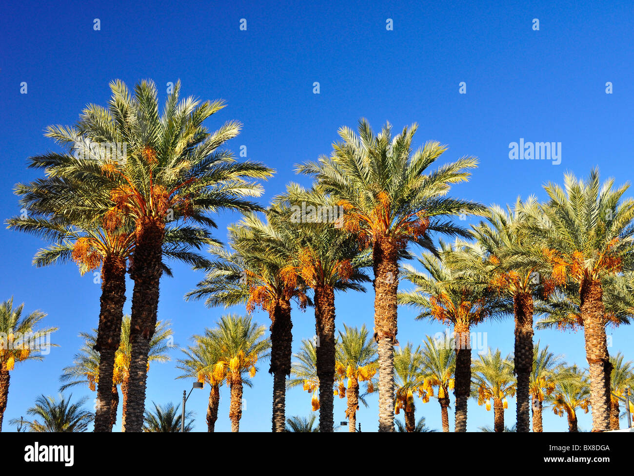 Dattelpalmen entlang des Las Vegas Boulevard Stockfoto