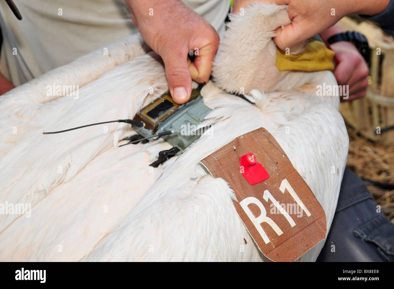 GPS-Tracking-Gerät ist ein großer weißer Pelikan beigemessen Stockfoto