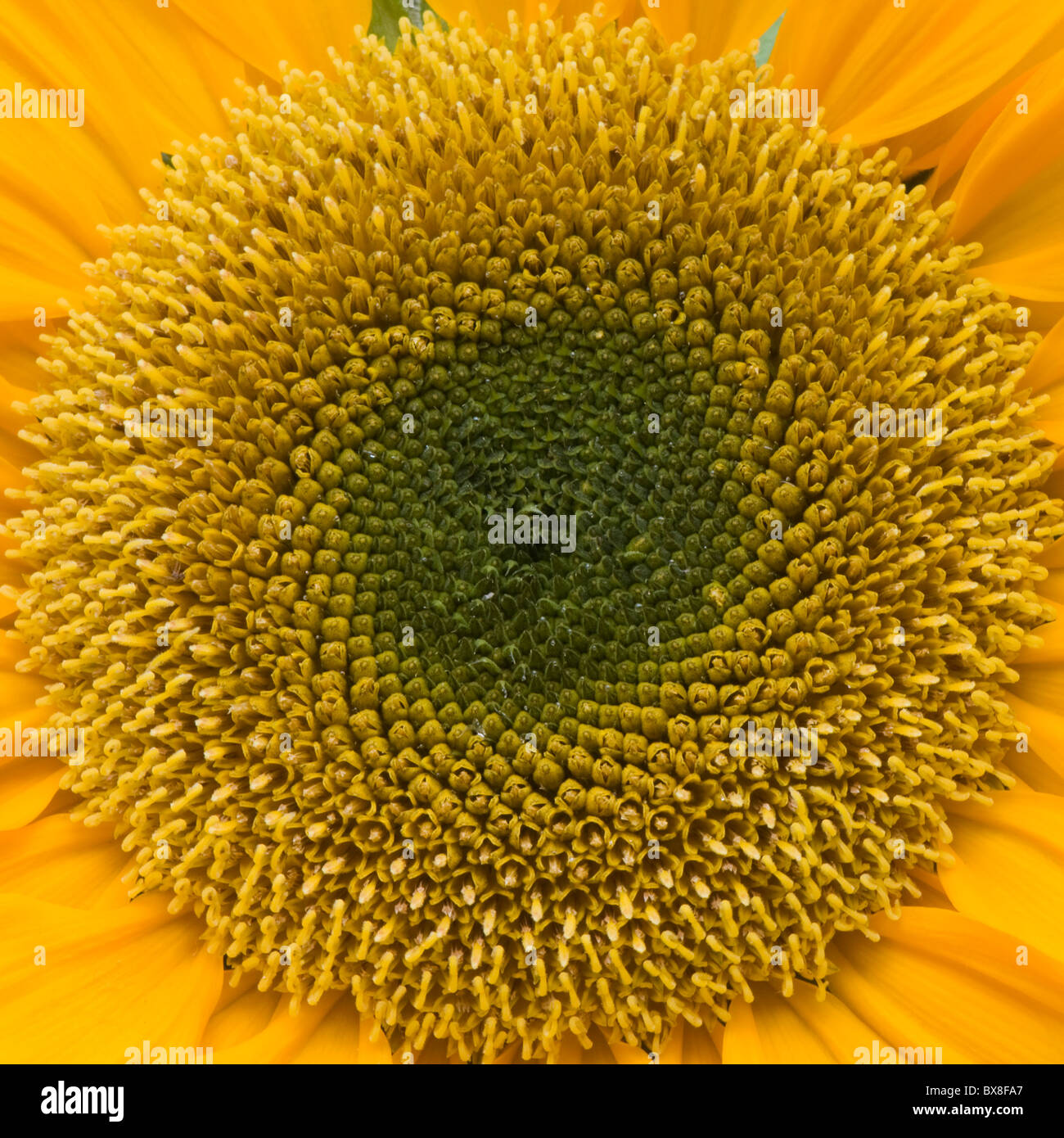 Sonnenblume Nahaufnahme-Helianthus annus Stockfoto