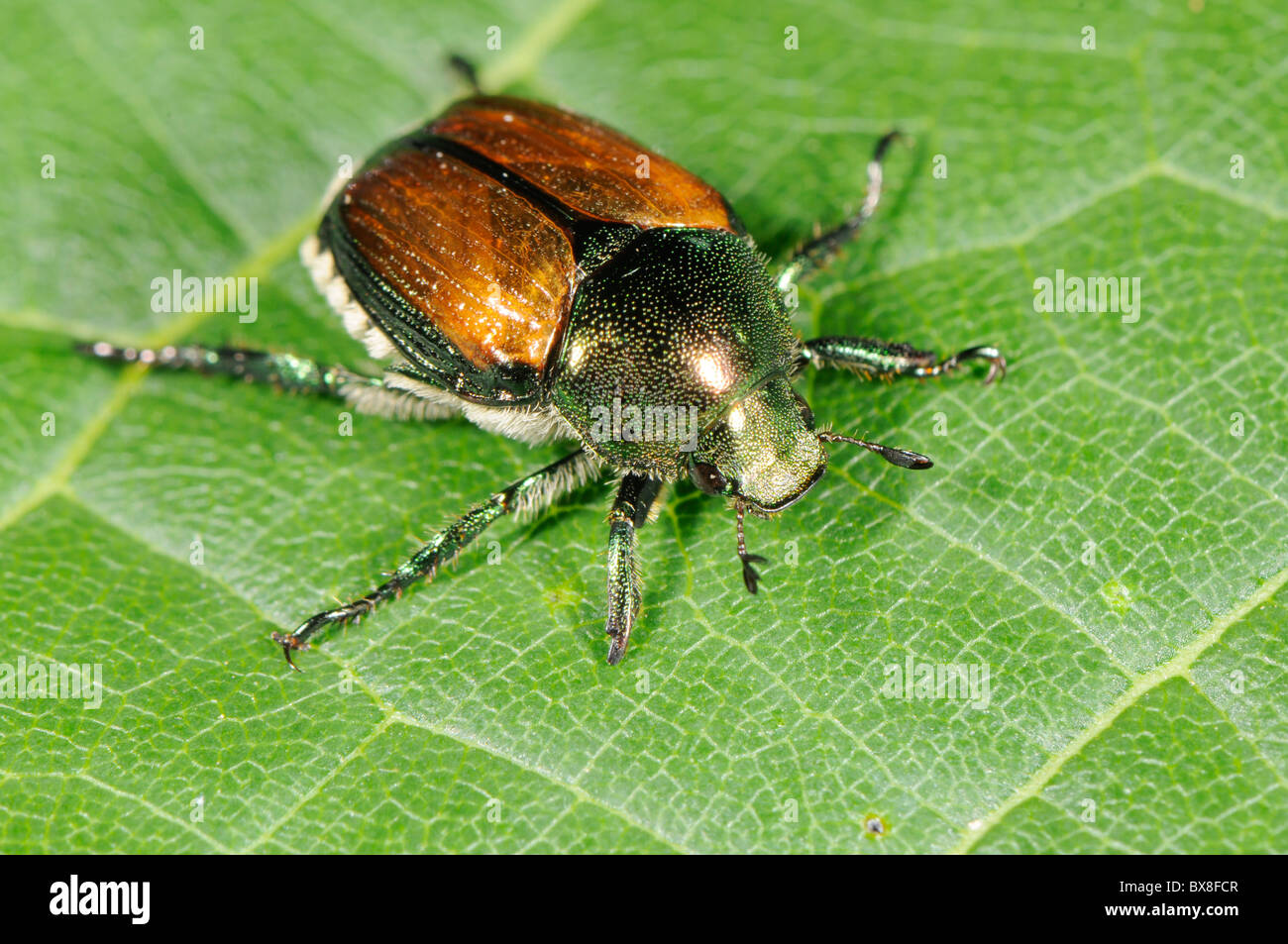 Japanische Käfer, Popillia japonica Stockfoto
