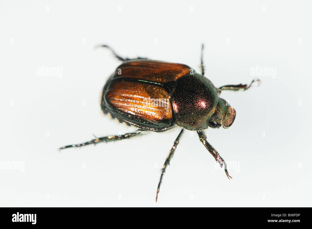 Japanische Käfer, Popillia japonica Stockfoto