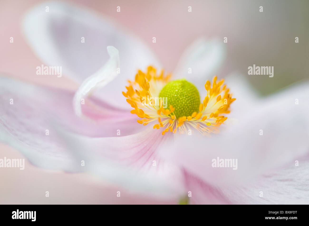 Ein einzelnes Weichzeichner rosa japanische Anemone Blume - Anemone Japonica, A. Hybrida 'Königin Charlotte' Stockfoto
